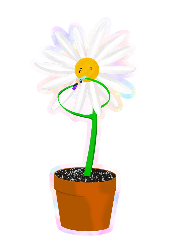 Daisy